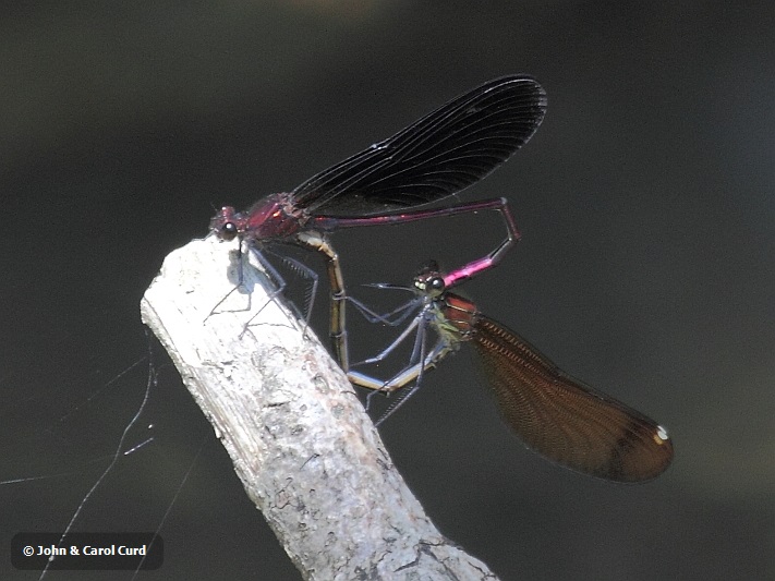 J15_3045 Calopteryx haemorrhoidalis cop.JPG